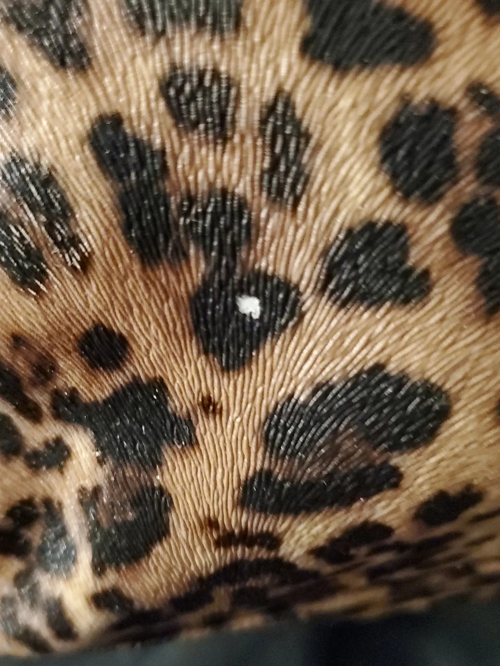 Women’s Tan Leopard Bow Satchel Handbag With Gold Stud Accents